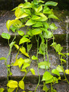 Scindapsus Aureum Neon, Efeutüte, oragnisally grown plants for sale at TOMs FLOWer CLUB. 