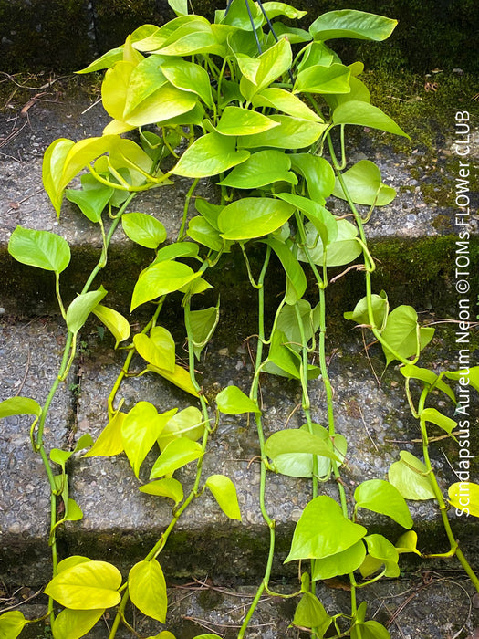 Scindapsus Aureum Neon, Efeutüte, oragnisally grown plants for sale at TOMs FLOWer CLUB. 