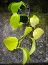 Scindapsus Aureum Neon, Efeutüte, oragnisally grown plants for sale at TOMs FLOWer CLUB. 