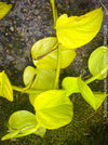 Scindapsus Aureum Neon, Efeutüte, oragnisally grown plants for sale at TOMs FLOWer CLUB. 