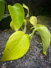 Scindapsus Aureum Neon, Efeutüte, oragnisally grown plants for sale at TOMs FLOWer CLUB. 