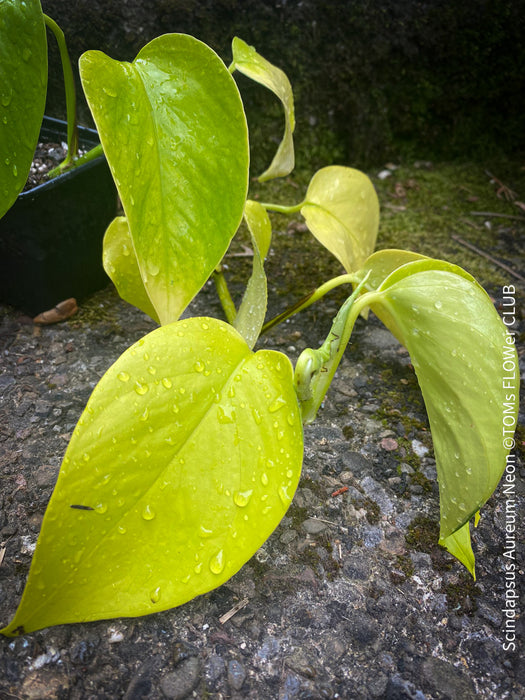 Scindapsus Aureum Neon, Efeutüte, oragnisally grown plants for sale at TOMs FLOWer CLUB. 