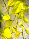 Scindapsus Aureum Neon, Efeutüte, oragnisally grown plants for sale at TOMs FLOWer CLUB. 