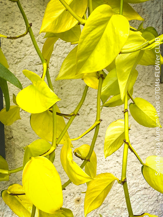 Scindapsus Aureum Neon, Efeutüte, oragnisally grown plants for sale at TOMs FLOWer CLUB. 