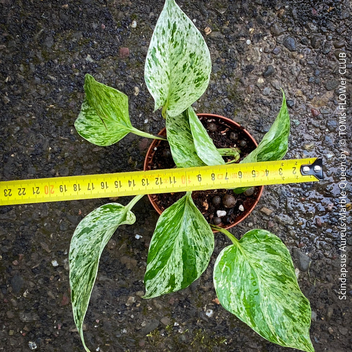 Decorative variegated Scindapsus Marble Queen, cultivated from mother plant, perfect for indoor greenery, for sale at TOMs FLOWer CLUB