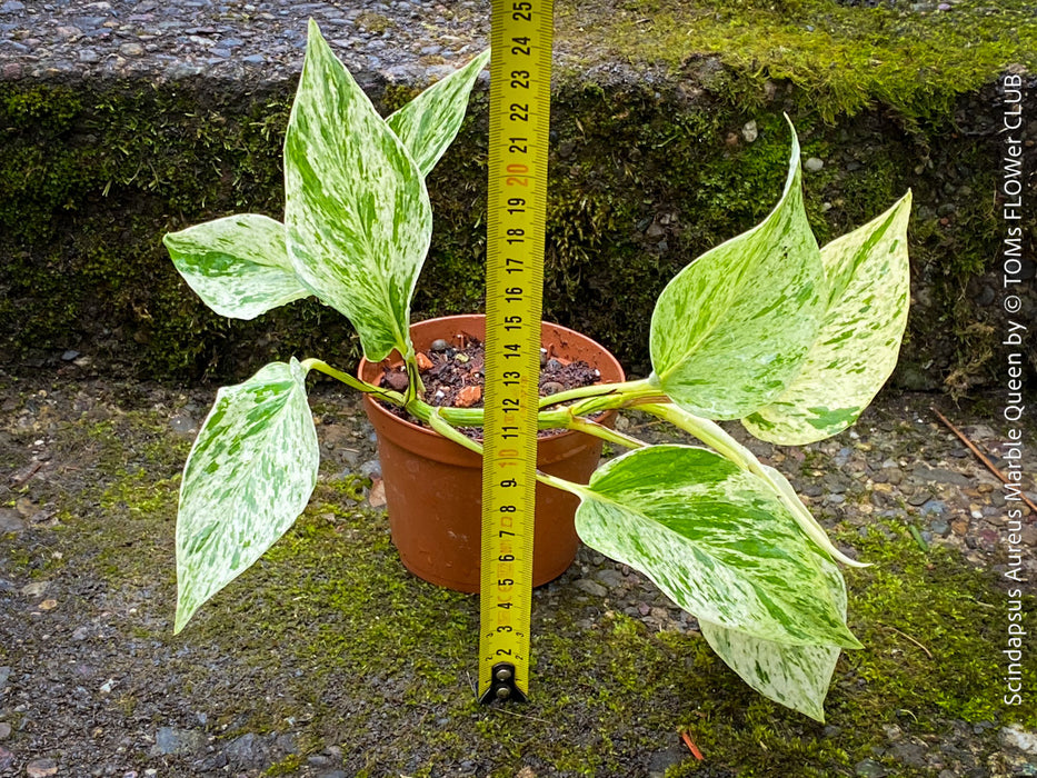 Trailing Scindapsus aureus Marble Queen with large variegated leaves, easy-care indoor aroid, for sale at TOMs FLOWer CLUB