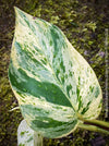 Marble Queen vine with unique creamy white-green variegation, indoor plant for bright indirect light, for sale at TOMs FLOWer CLUB