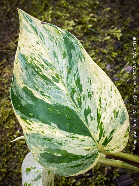 Marble Queen vine with unique creamy white-green variegation, indoor plant for bright indirect light, for sale at TOMs FLOWer CLUB