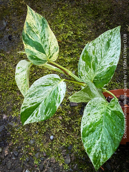 Scindapsus Marble Queen 100% organic variegated tropical houseplant, for sale at TOMs FLOWer CLUB