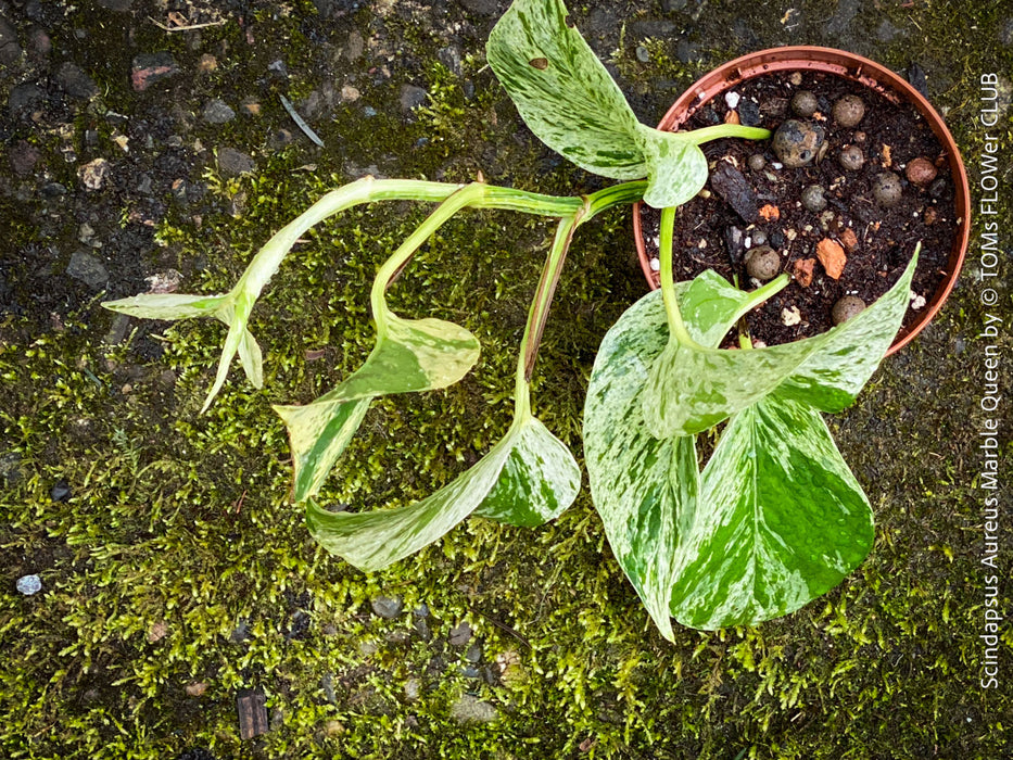 Healthy well-rooted Marble Queen aroid trailing indoor vine for shelves or hanging baskets, for sale at TOMs FLOWer CLUB