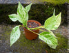 Scindapsus aureus Marble Queen variegated houseplant with white and green heart-shaped leaves for sale at TOMs FLOWer CLUB