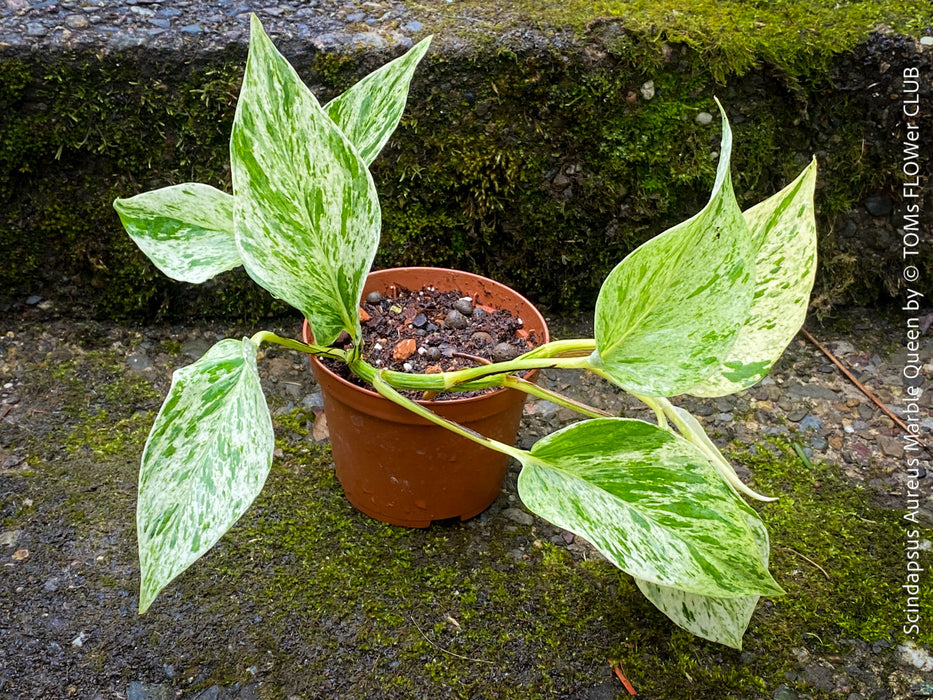 Scindapsus aureus Marble Queen variegated houseplant with white and green heart-shaped leaves for sale at TOMs FLOWer CLUB