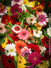 Seasonal summer flower bouquet with colourful fresh summer blooms
