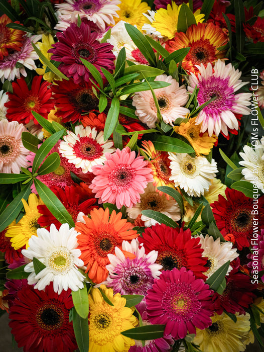 Seasonal summer flower bouquet with colourful fresh summer blooms