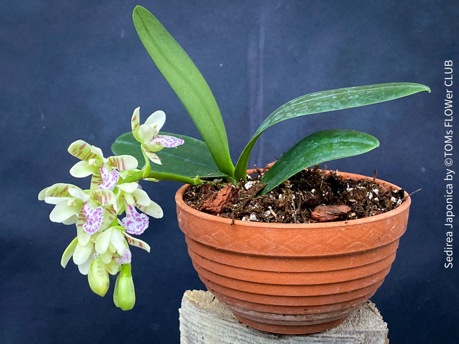 Sedirea Japonica, Phalenopsis Japonica, white flowering orchid, organically grown tropical plants for sale at TOMs FLOWer CLUB.