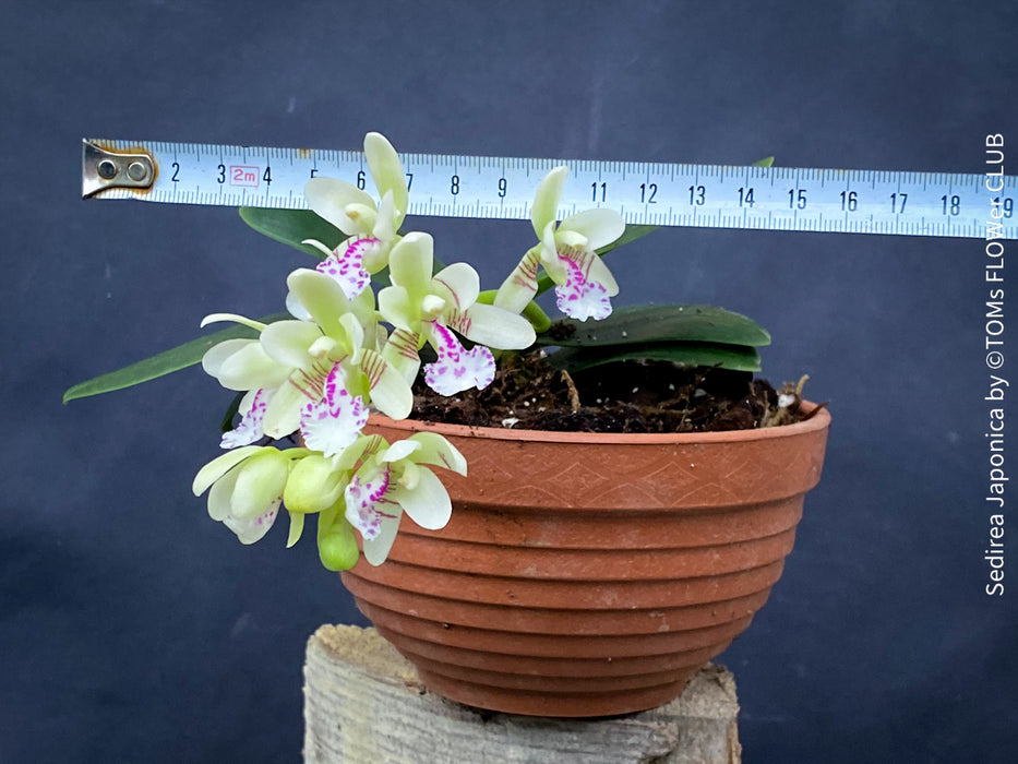 Sedirea Japonica, Phalenopsis Japonica, white flowering orchid, organically grown tropical plants for sale at TOMs FLOWer CLUB.