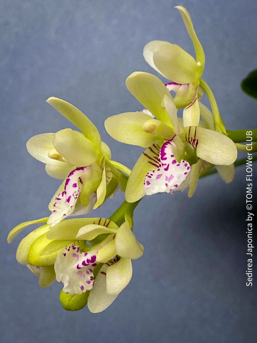 Sedirea Japonica, Phalenopsis Japonica, white flowering orchid, organically grown tropical plants for sale at TOMs FLOWer CLUB.