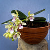 Sedirea Japonica, Phalenopsis Japonica, white flowering orchid, organically grown tropical plants for sale at TOMs FLOWer CLUB.