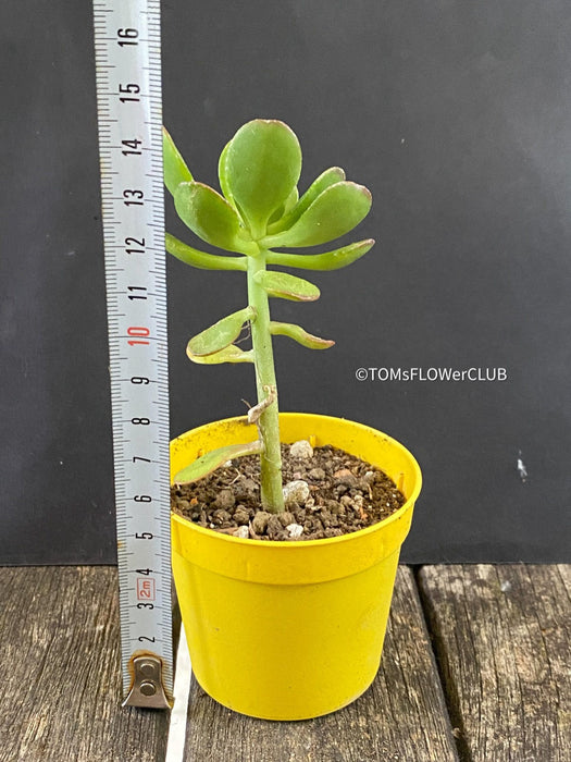 Sedum Dendroideum, tree stonecrop, false hens-and-chickens, organically grown sun loving succulent plants for sale at TOMs FLOWer CLUB.