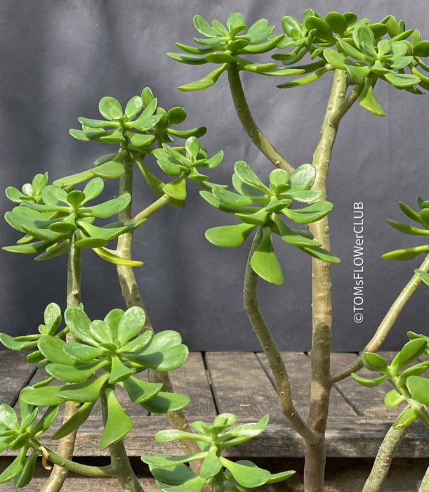 Sedum Dendroideum, tree stonecrop, false hens-and-chickens, organically grown sun loving succulent plants for sale at TOMs FLOWer CLUB. 