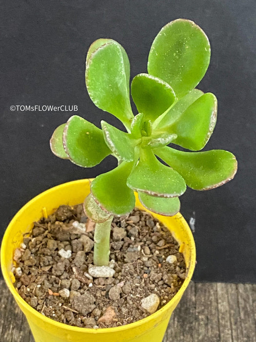 Sedum Dendroideum, tree stonecrop, false hens-and-chickens, organically grown sun loving succulent plants for sale at TOMs FLOWer CLUB.