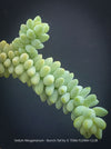 Sedum-Morganianum, Burro’s Tail, Donkey's Tail, cutting for sale, organically grown sun loving succulent plants for sale at TOMs FLOWer CLUB.