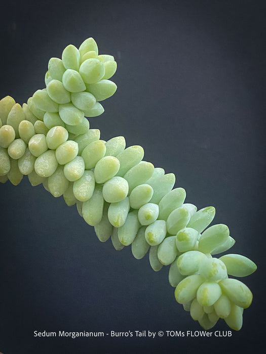Sedum-Morganianum, Burro’s Tail, Donkey's Tail, cutting for sale, organically grown sun loving succulent plants for sale at TOMs FLOWer CLUB.