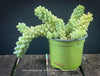 Sedum-Morganianum, Burro’s Tail, Donkey's Tail, cutting for sale, organically grown sun loving succulent plants for sale at TOMs FLOWer CLUB.
