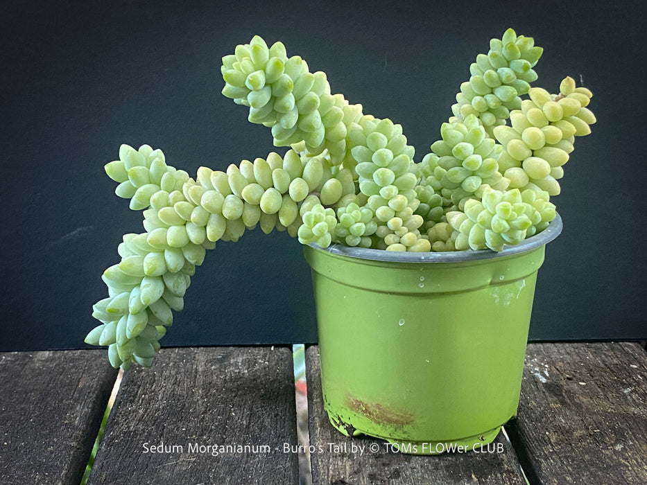 Sedum-Morganianum, Burro’s Tail, Donkey's Tail, cutting for sale, organically grown sun loving succulent plants for sale at TOMs FLOWer CLUB.