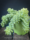 Sedum-Morganianum, Burro’s Tail, Donkey's Tail, cutting for sale, organically grown sun loving succulent plants for sale at TOMs FLOWer CLUB.