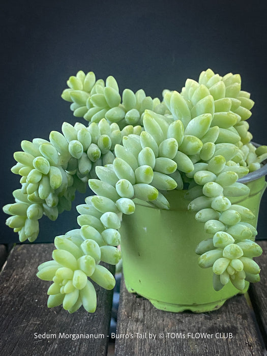 Sedum-Morganianum, Burro’s Tail, Donkey's Tail, cutting for sale, organically grown sun loving succulent plants for sale at TOMs FLOWer CLUB.
