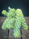 Sedum-Morganianum, Burro’s Tail, Donkey's Tail, cutting for sale, organically grown sun loving succulent plants for sale at TOMs FLOWer CLUB.