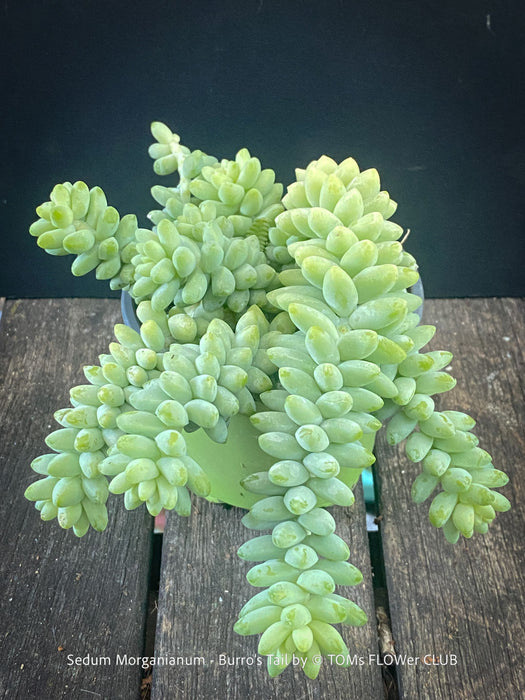 Sedum-Morganianum, Burro’s Tail, Donkey's Tail, cutting for sale, organically grown sun loving succulent plants for sale at TOMs FLOWer CLUB.