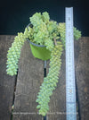 Sedum-Morganianum, Burro’s Tail, Donkey's Tail, cutting for sale, organically grown sun loving succulent plants for sale at TOMs FLOWer CLUB.