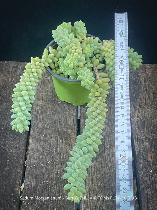 Sedum-Morganianum, Burro’s Tail, Donkey's Tail, cutting for sale, organically grown sun loving succulent plants for sale at TOMs FLOWer CLUB.