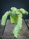 Sedum-Morganianum, Burro’s Tail, Donkey's Tail, cutting for sale, organically grown sun loving succulent plants for sale at TOMs FLOWer CLUB.