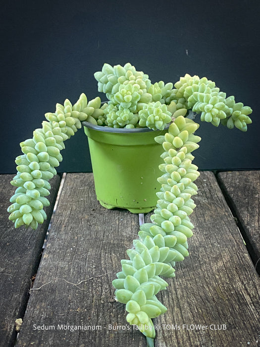 Sedum-Morganianum, Burro’s Tail, Donkey's Tail, cutting for sale, organically grown sun loving succulent plants for sale at TOMs FLOWer CLUB.