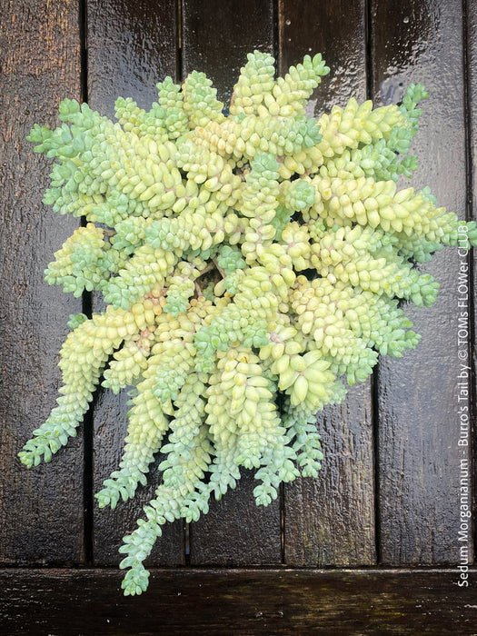 Sedum-Morganianum, Burro’s Tail, Donkey's Tail, cutting for sale, organically grown sun loving succulent plants for sale at TOMs FLOWer CLUB.