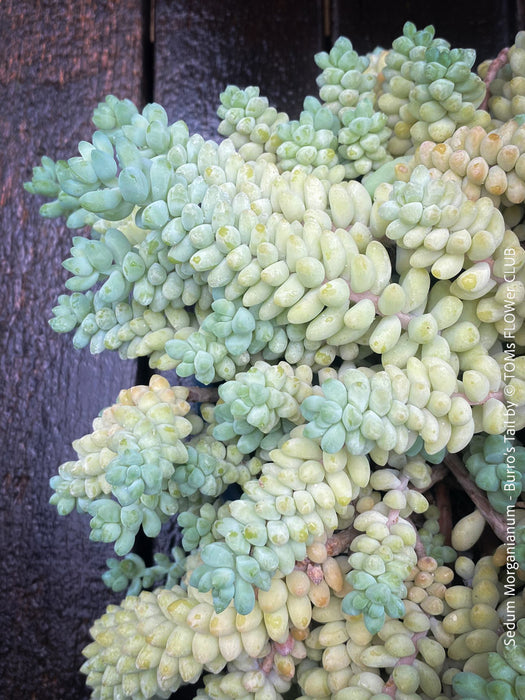 Sedum-Morganianum, Burro’s Tail, Donkey's Tail, cutting for sale, organically grown sun loving succulent plants for sale at TOMs FLOWer CLUB.