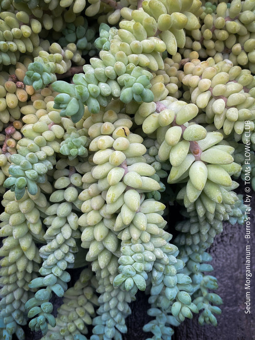 Sedum-Morganianum, Burro’s Tail, Donkey's Tail, cutting for sale, organically grown sun loving succulent plants for sale at TOMs FLOWer CLUB.