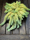 Sedum-Morganianum, Burro’s Tail, Donkey's Tail, cutting for sale, organically grown sun loving succulent plants for sale at TOMs FLOWer CLUB.