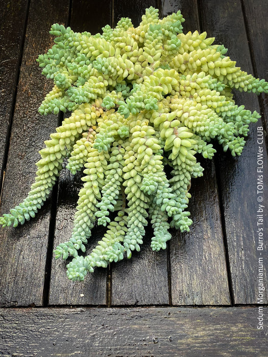 Sedum-Morganianum, Burro’s Tail, Donkey's Tail, cutting for sale, organically grown sun loving succulent plants for sale at TOMs FLOWer CLUB.