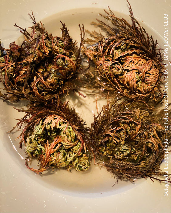 Selaginella Lepidophylla, The False Rose Of Jericho, organically grown plants for sale at TOMs FLOWer CLUB.