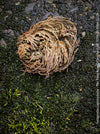 Selaginella Lepidophylla, The False Rose Of Jericho, organically grown plants for sale at TOMs FLOWer CLUB.