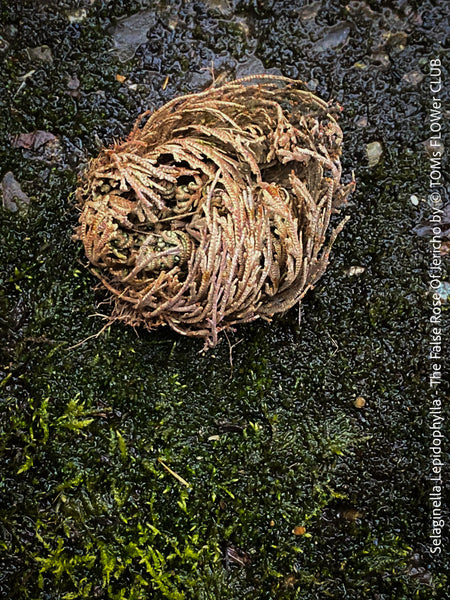 Selaginella Lepidophylla, The False Rose Of Jericho, organically grown plants for sale at TOMs FLOWer CLUB.