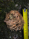 Selaginella Lepidophylla, The False Rose Of Jericho, organically grown plants for sale at TOMs FLOWer CLUB.