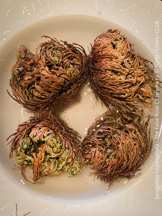 Selaginella Lepidophylla, The False Rose Of Jericho, organically grown plants for sale at TOMs FLOWer CLUB.