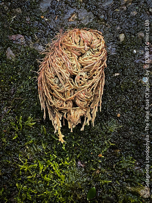 Selaginella Lepidophylla, The False Rose Of Jericho, organically grown plants for sale at TOMs FLOWer CLUB.