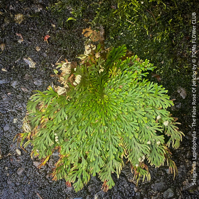 Selaginella Lepidophylla, The False Rose Of Jericho, organically grown plants for sale at TOMs FLOWer CLUB.