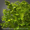 Selaginella Martensii, Frosty Fern, Club Moss., organically grown fern plants for sale at TOMs FLOWer CLUB.